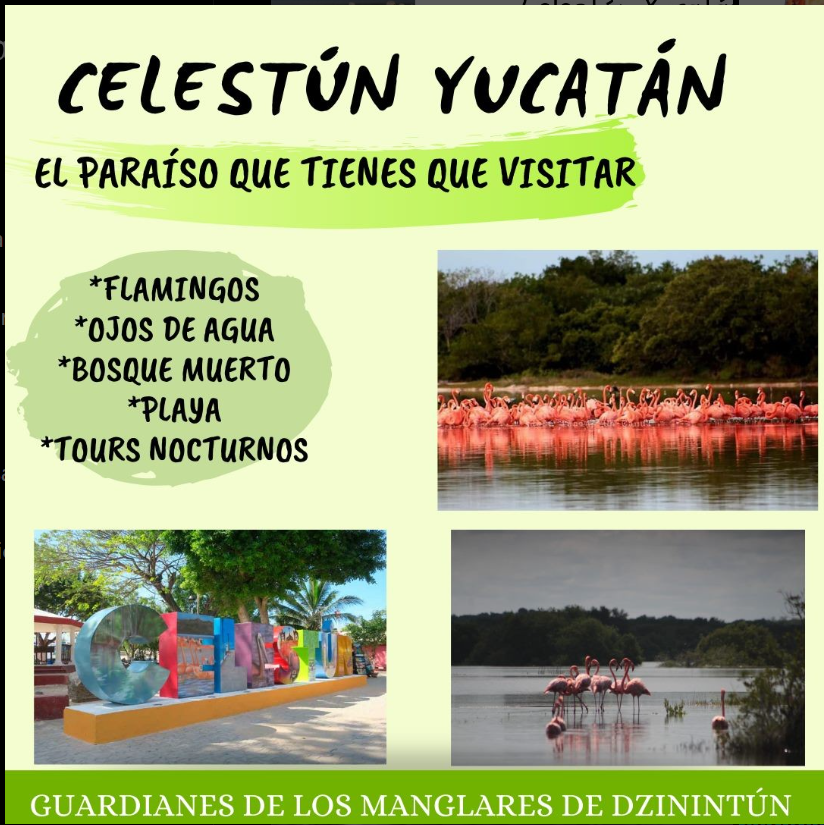 Los Tesoros de Celestún: Naturaleza y Conservación