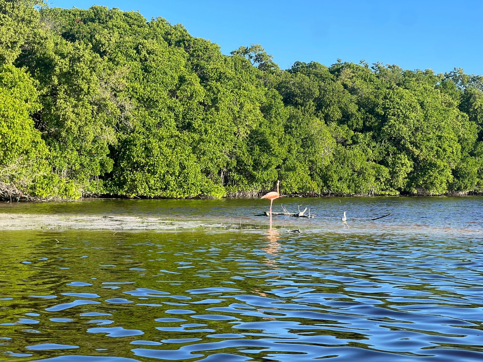Avistamiento de Aves